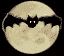 chauve -souris dans la nuit